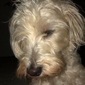 Meet your Posher, Gee